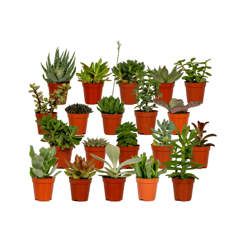 Succulenten Mix - 20 stuks