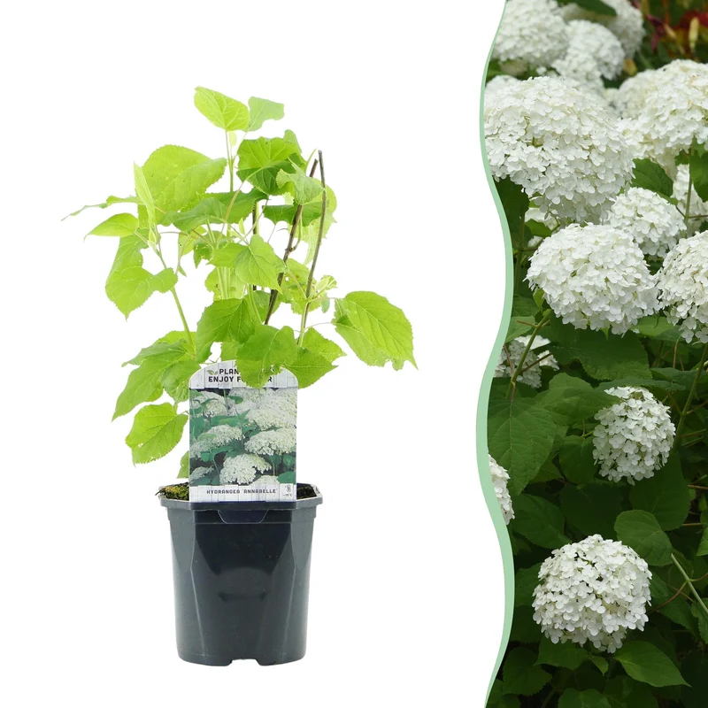 Hydrangea arborescens Annabelle