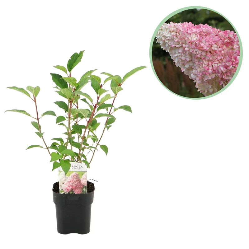 Hydrangea panniculata Vanille Fraise