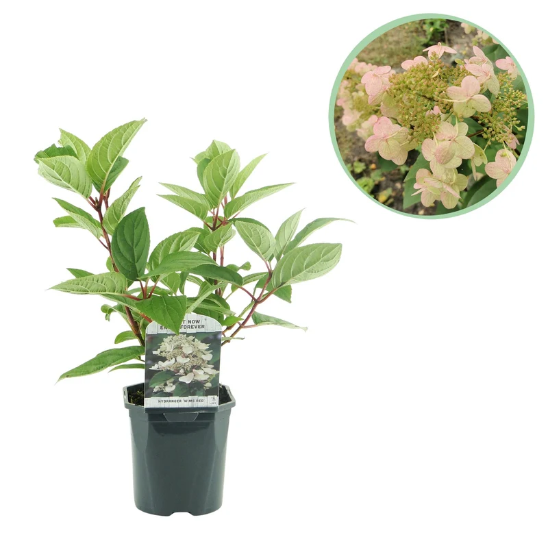 Hydrangea panniculata Wims Red