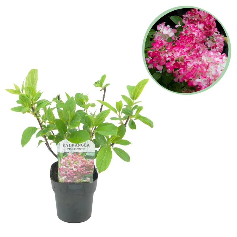 Hydrangea panniculata Pink Diamond