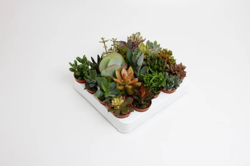 Succulenten Mix - 20 stuks