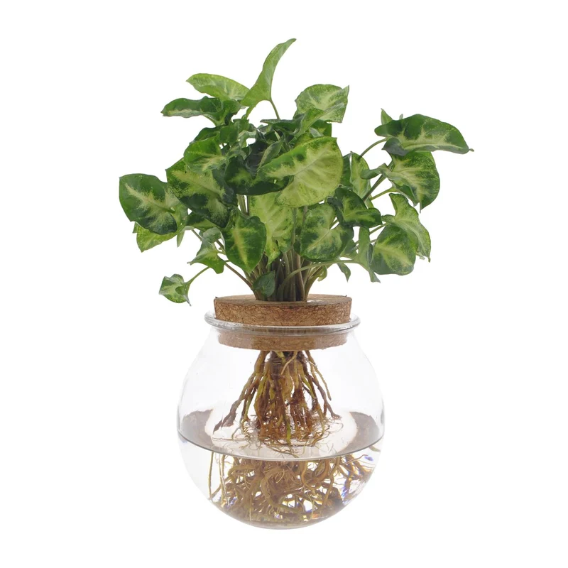 Syngonium Pixie