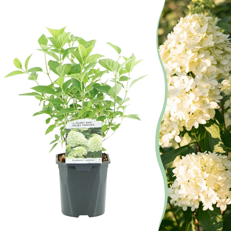 Hydrangea panniculata Limelight