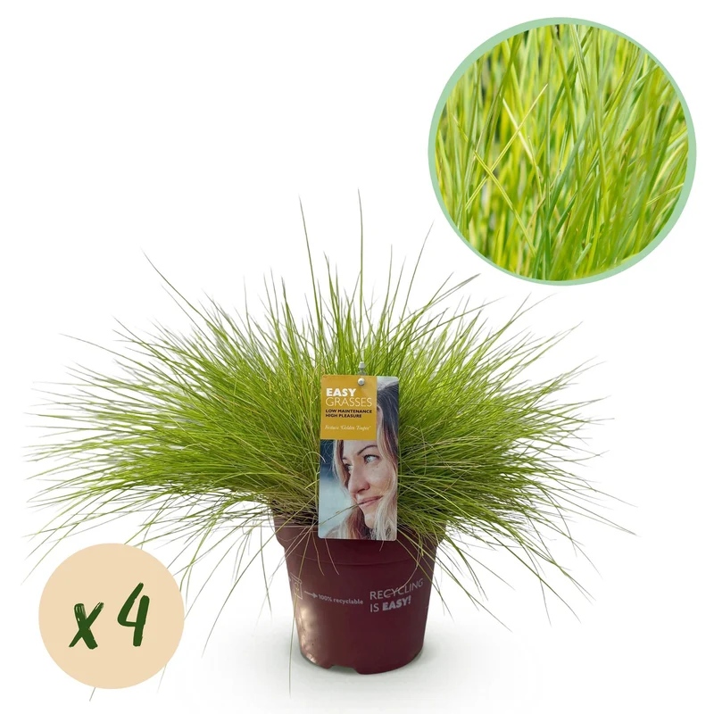 Festuca glauca Golden Toupee