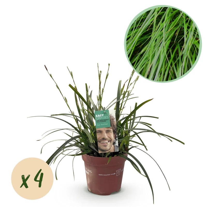 Carex oshimensis Intense Green