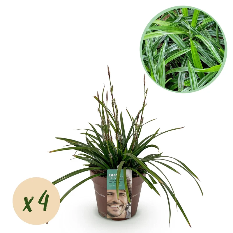 Carex morrowii Irish Green