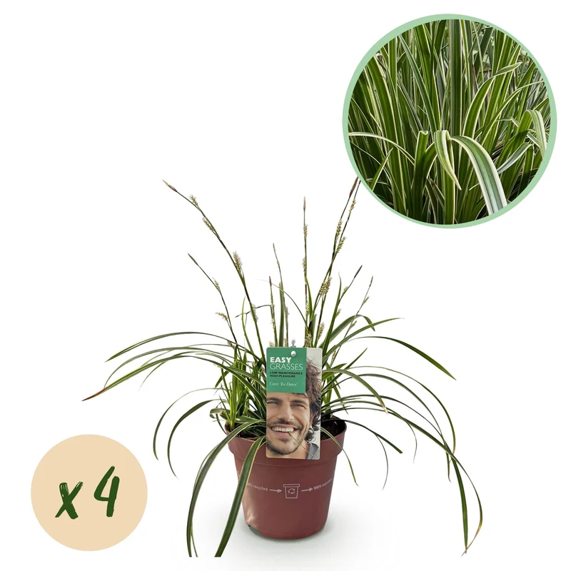 Carex morrowii Ice Dance