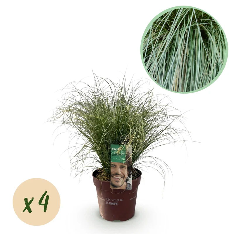 Carex comans Frosted Curls