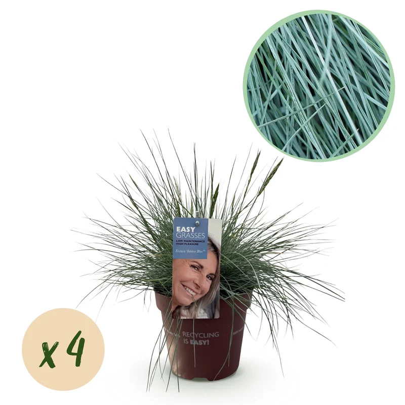 Festuca glauca Intense Blue