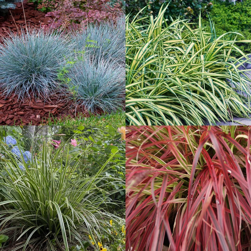 4x Festuca glauca Intense Blue
