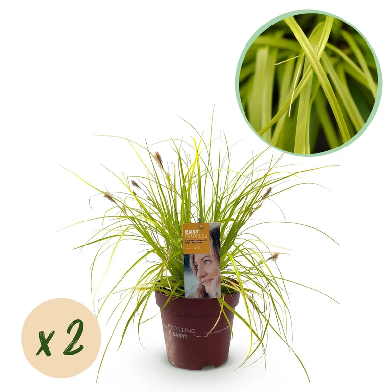 Carex oshimensis Everillo