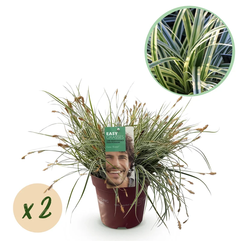 Carex oshimensis Everest