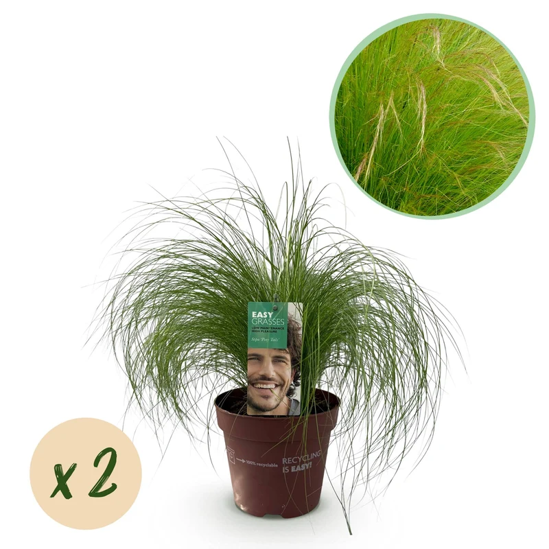 Stipa tenuifolia Pony Tails