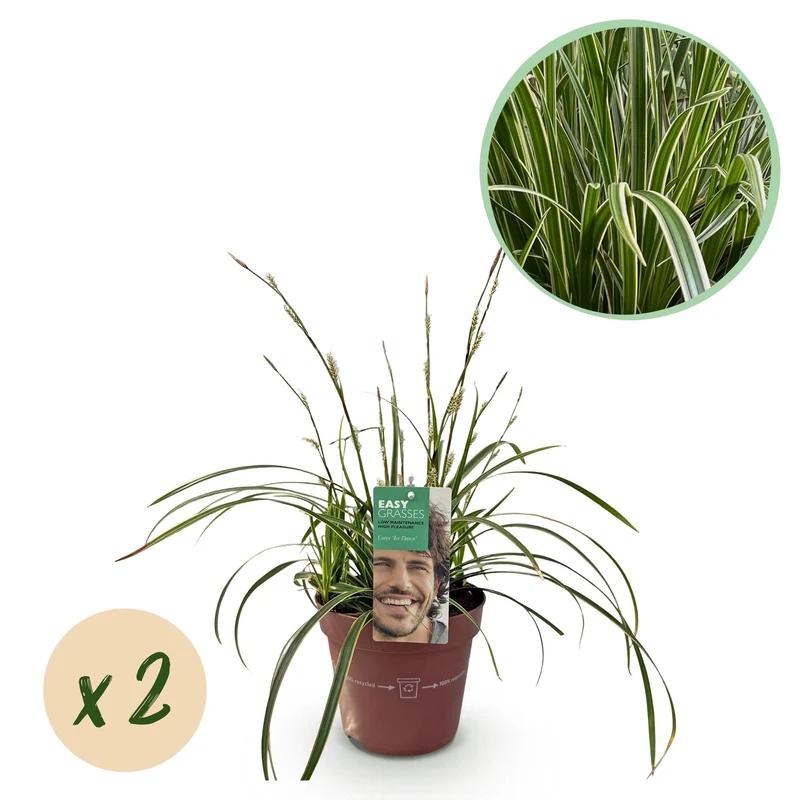 Carex morrowii Ice Dance