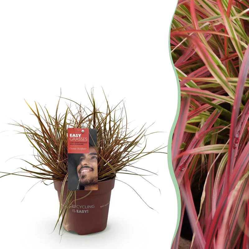 Uncinia rubra Everflame
