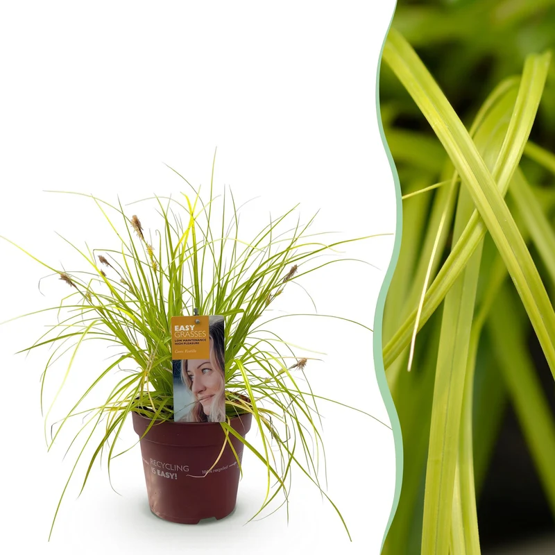 Carex oshimensis Everillo