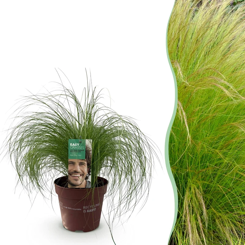 Stipa tenuifolia Pony Tails