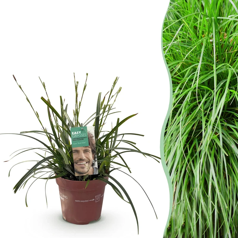 Carex oshimensis Intense Green
