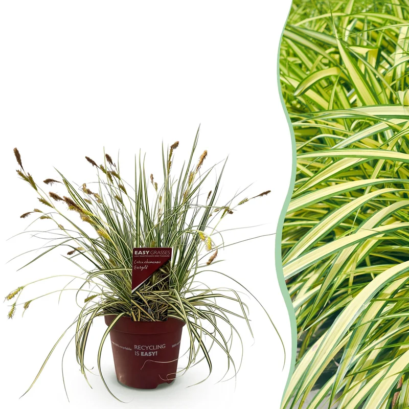 Carex oshimensis Evergold