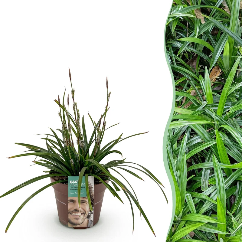 Carex morrowii Irish Green
