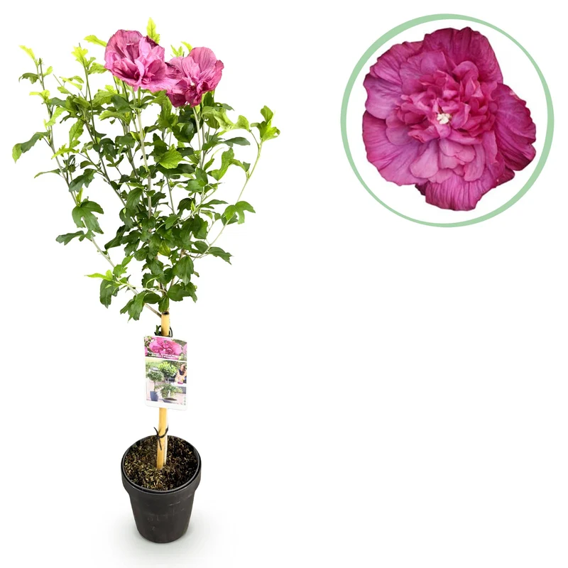 Hibiscus syriacus Magenta Chiffon®