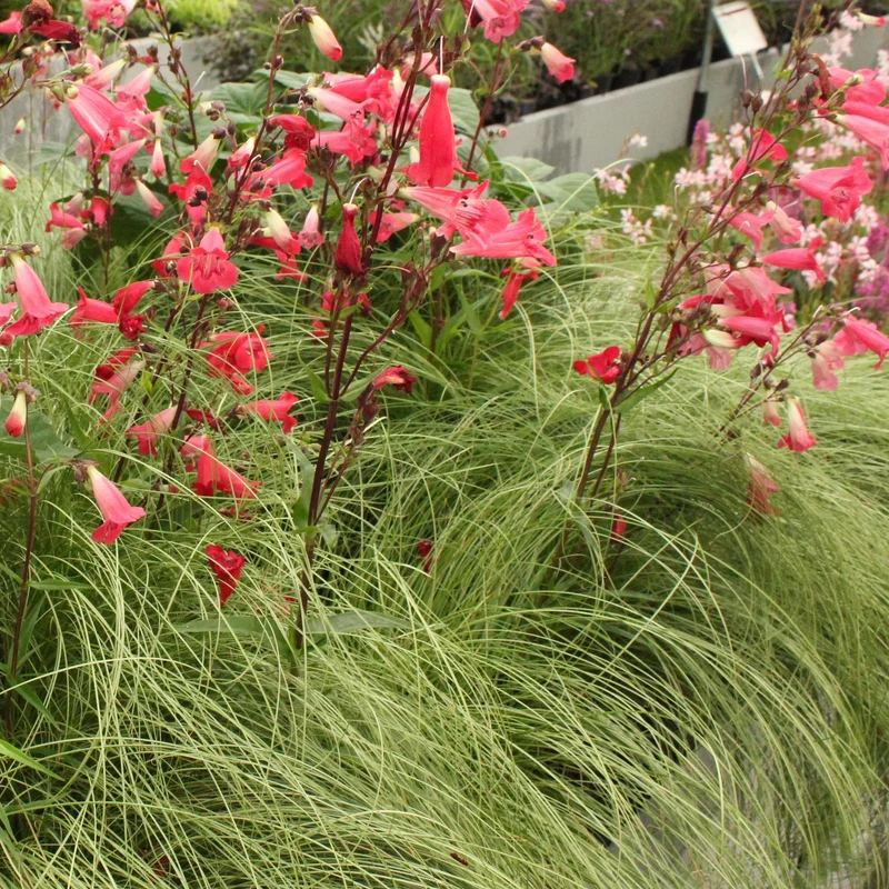 Carex comans Frosted Curls