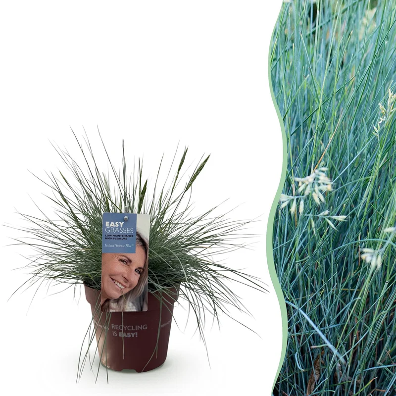 Festuca glauca Intense Blue