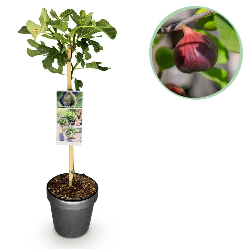 Ficus carica Brown Turkey