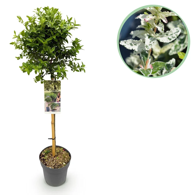 Euonymus fortunei Harlequin