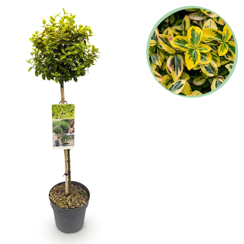 Euonymus fortunei Emerald n Gold