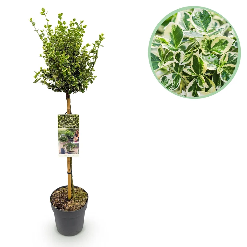 Euonymus fortunei Emerald Gaiety