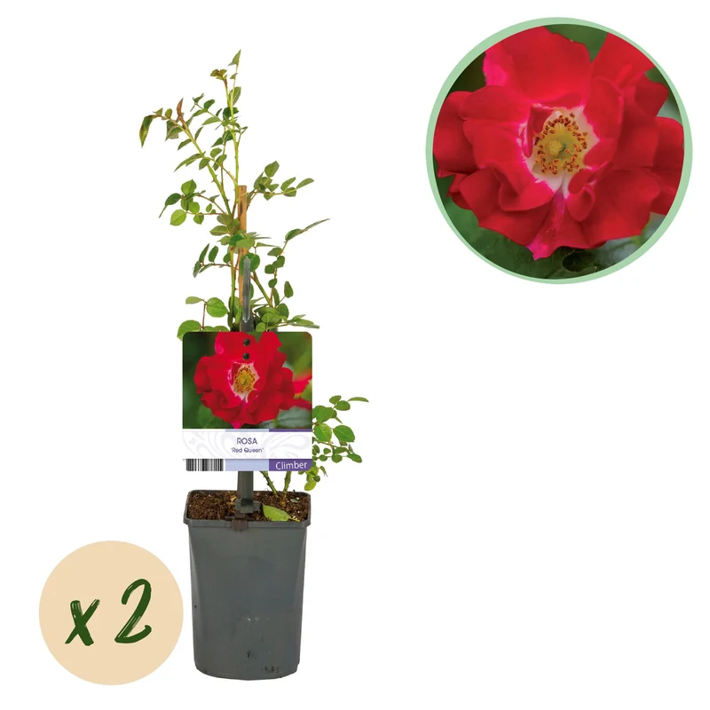 Rosa Red Queen