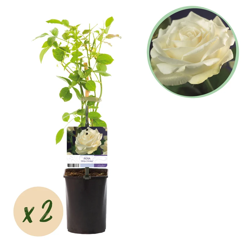 Rosa White Climber
