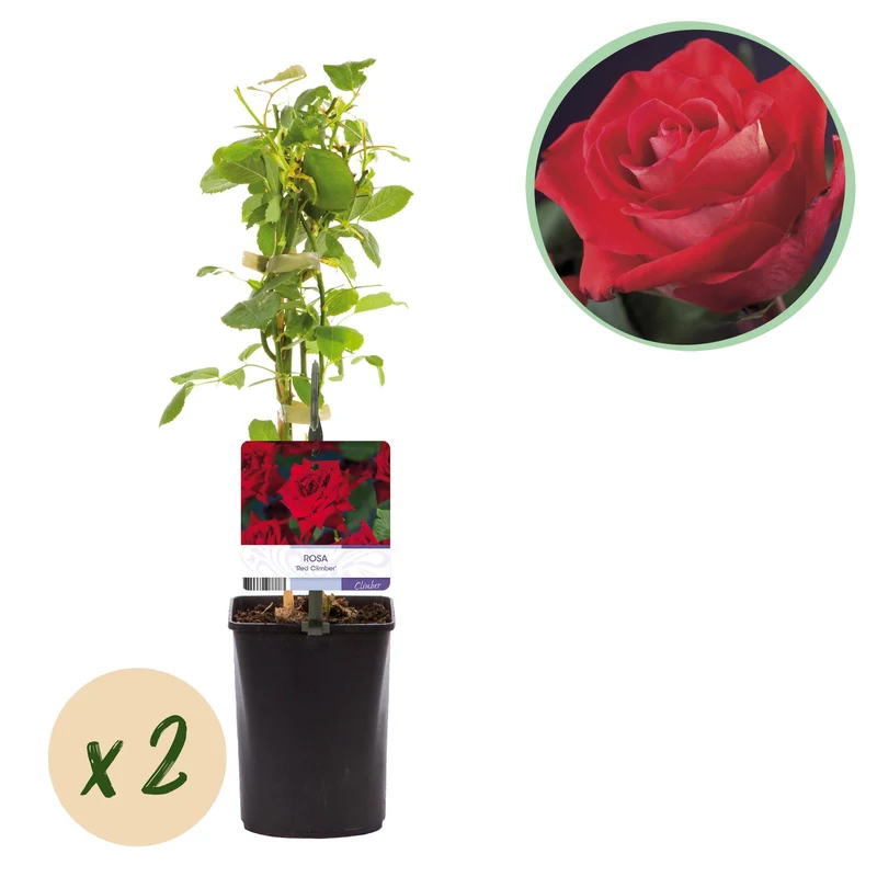 Rosa Red Climber