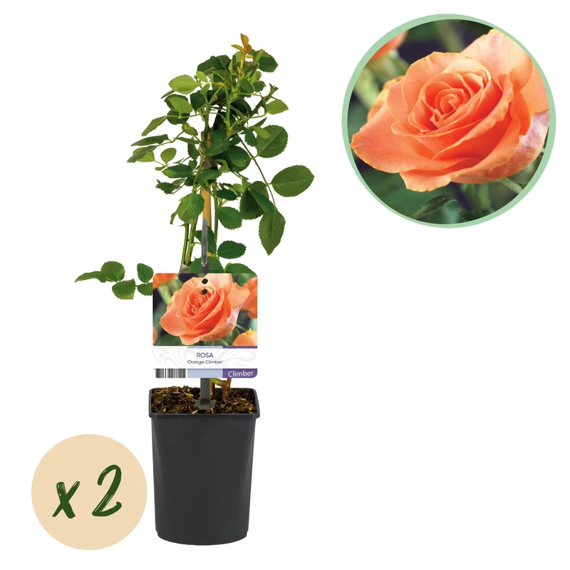 Rosa Orange Climber