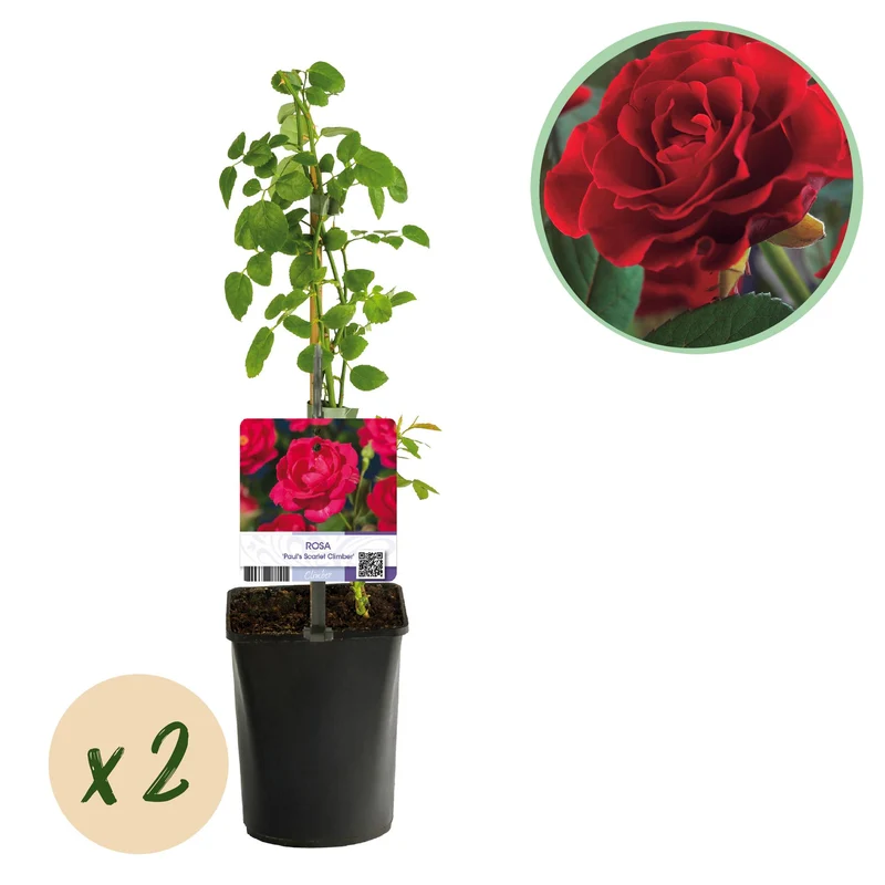 Rosa Paul Scarlet Climber