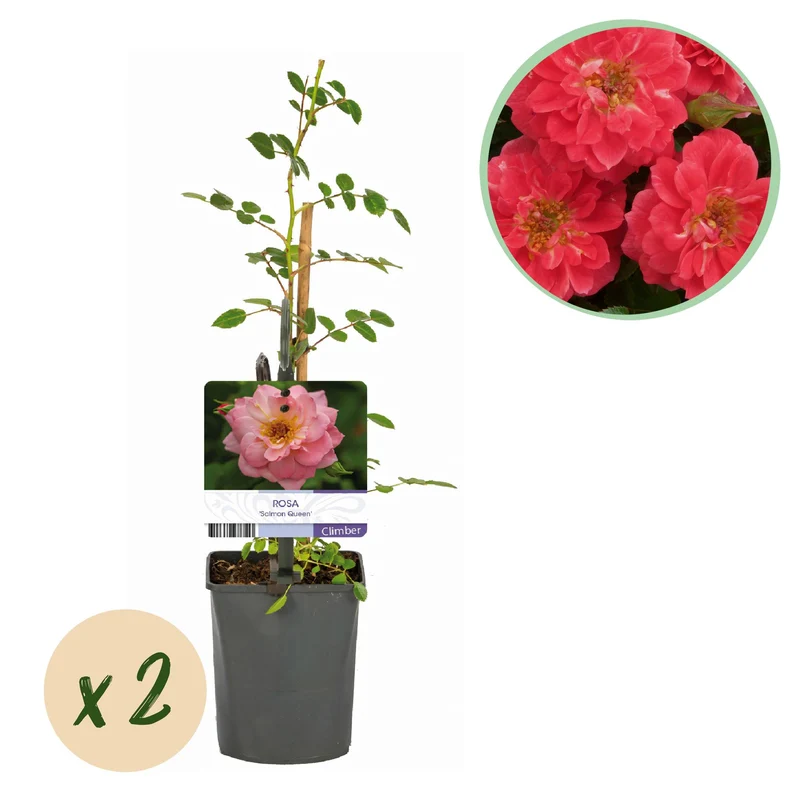Rosa Salmon Queen
