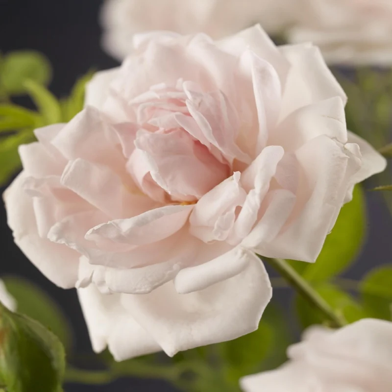 2x Rosa New Dawn - Bloem Licht roze