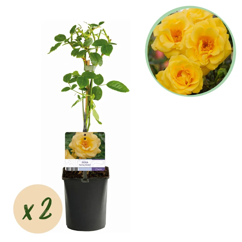 Rosa Spring Queen