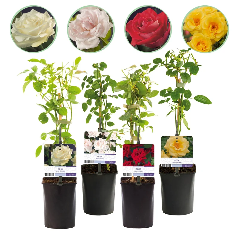 Rosa Rainbow