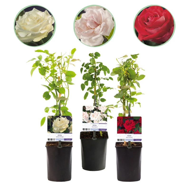 Rosa Tricolour