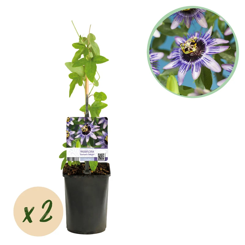 Passiflora Damsels Delight