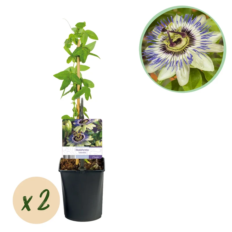 Passiflora caerulea