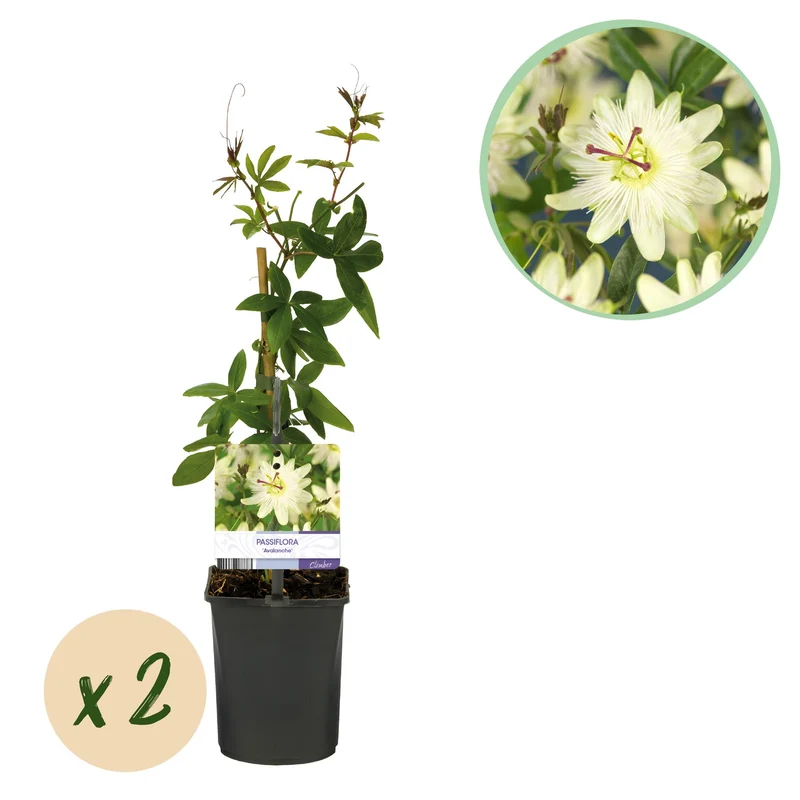 Passiflora Avalanche