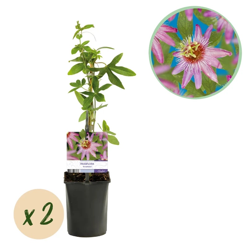 Passiflora Anastasia