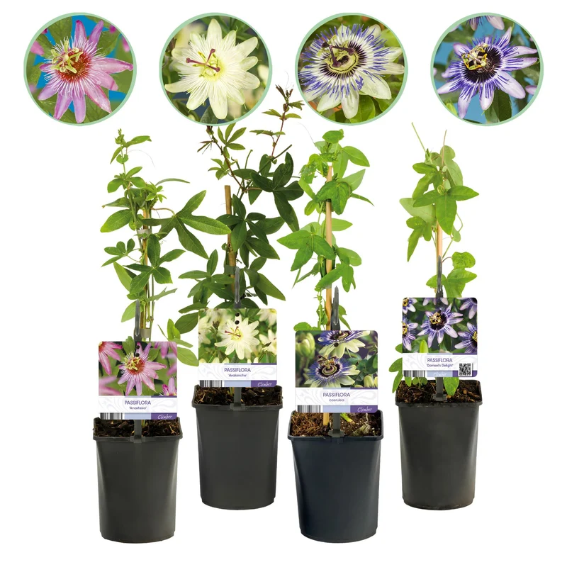 Passiflora Rainbow