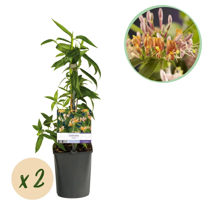 Lonicera henryi