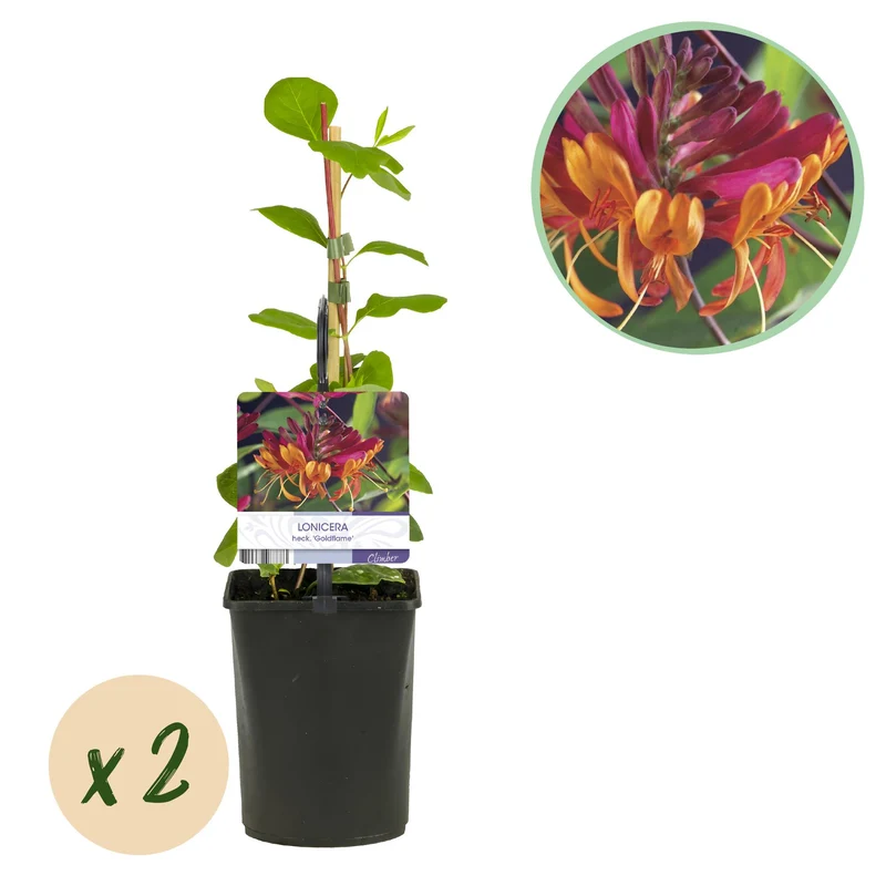 Lonicera heckrottii Goldflame