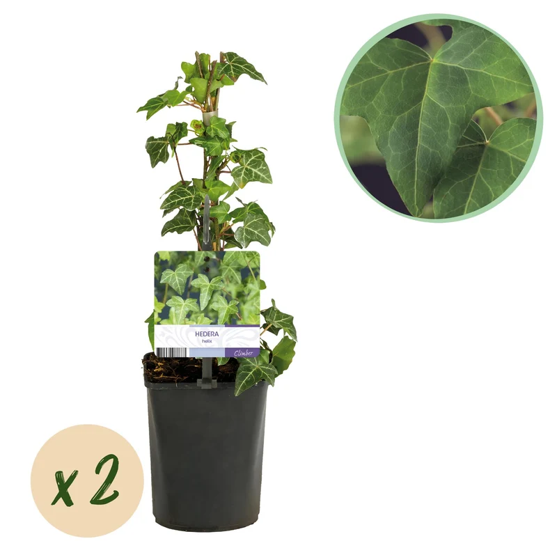 Hedera helix
